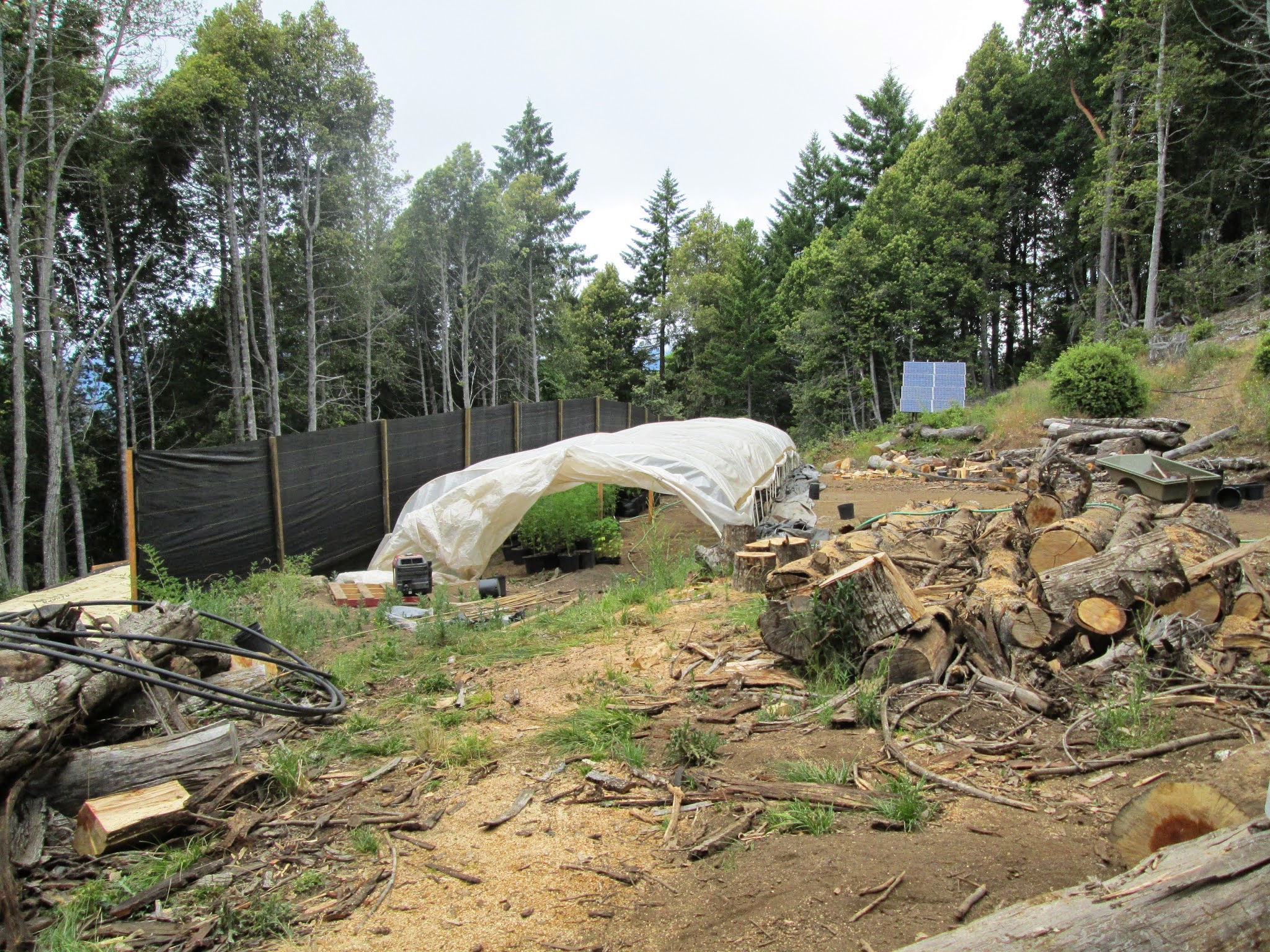 Kneeland marijuana farm